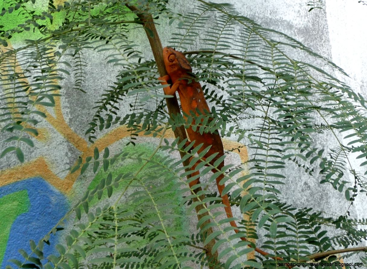 FileUrban jungle chameleon 3664911584 Wikimedia Commons FileUrban jungle chameleon 3664911584 Wikimedia Commons