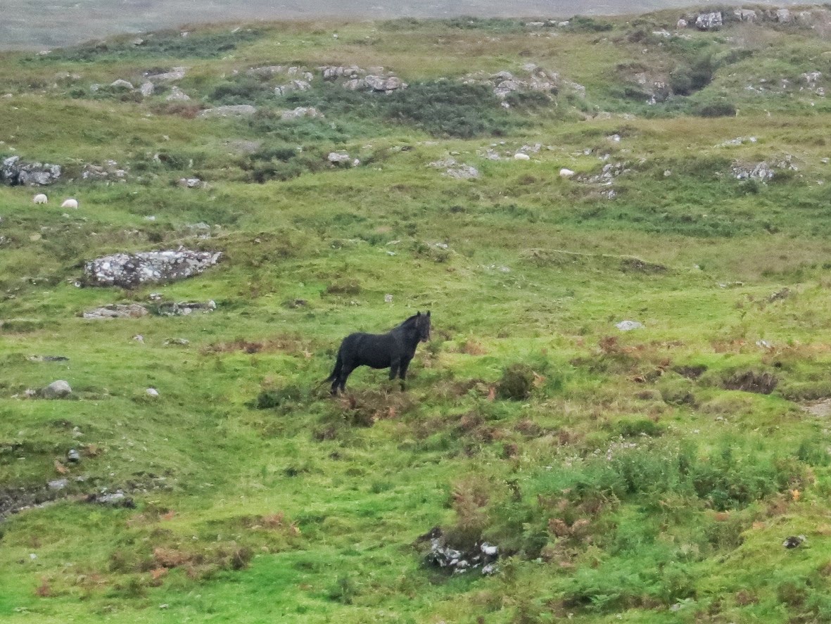 The Faery Folklorist The WaterHorse of Loch Assapol