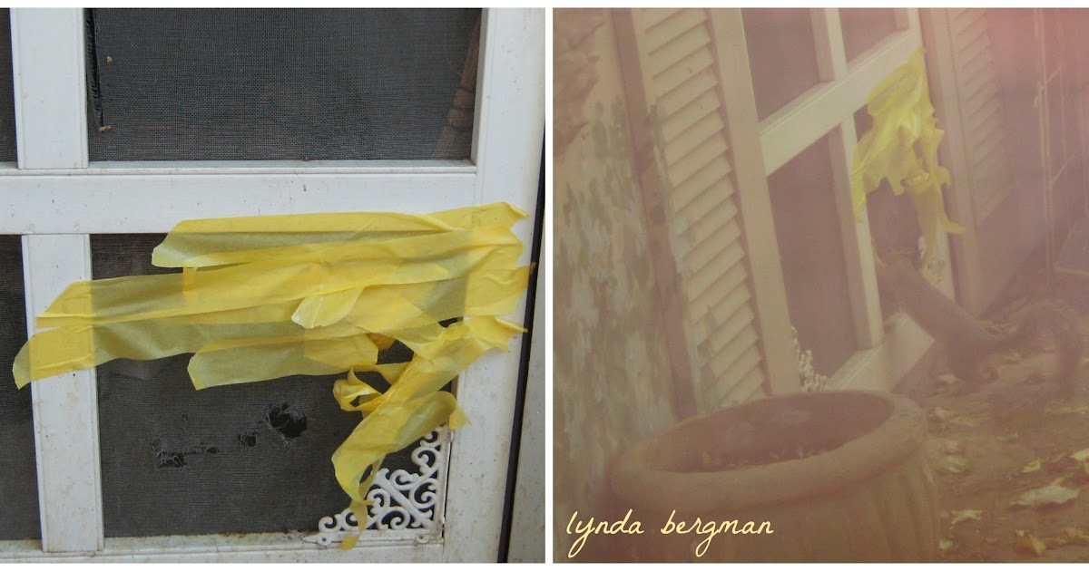 BIRDS & DAFFODILS A SQUIRREL CHEWED THROUGH MY GARDEN SHED SCREEN DOOR!!