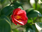 lunes, 10 de octubre de 2011 (rosa flor roja )