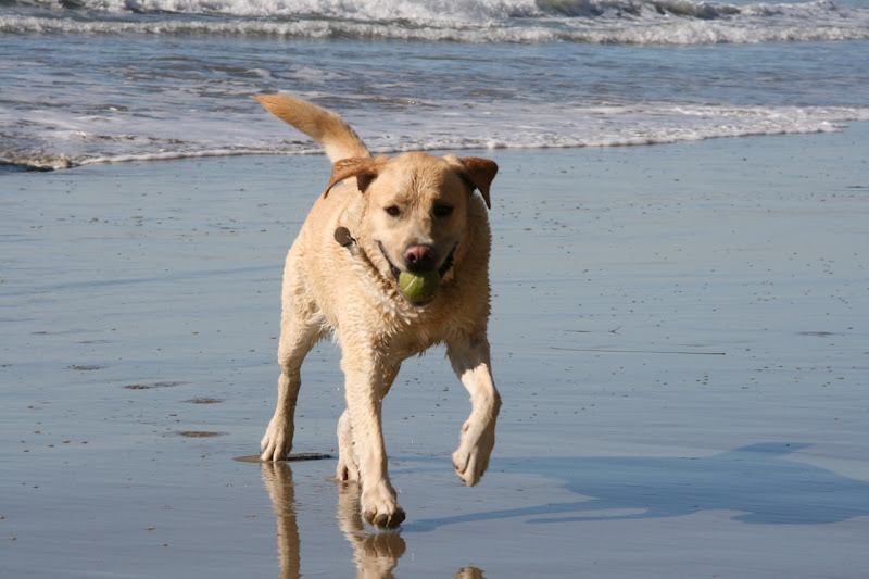 Happy Labrador
