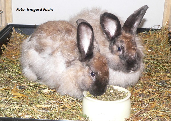 Satinangora Kaninchen: 2015