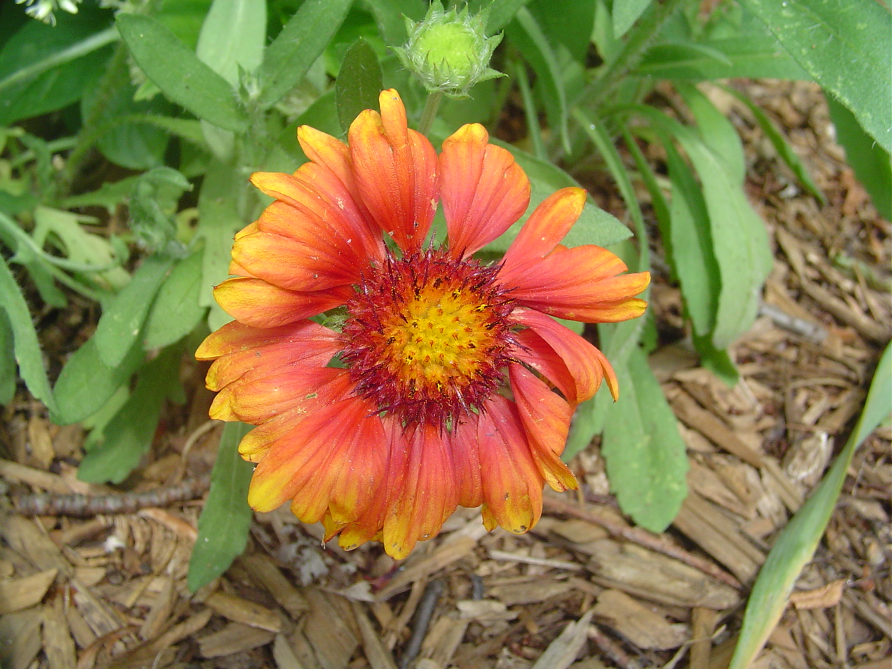 Extend the Season Gaillardia Arizona Red Shades