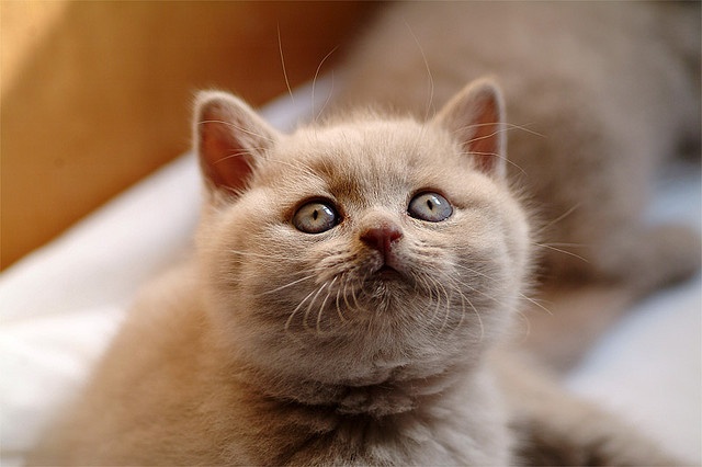 Health Problems in British Shorthair Cats