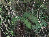 MALE FERN