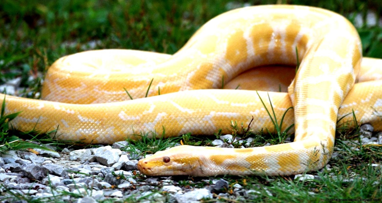 Big Yellow Python Snake Big Yellow Python Snake