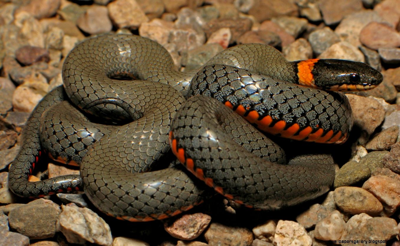 Reptiles Animals | Wallpapers Gallery
