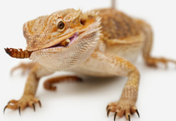 bearded-dragon-care-books