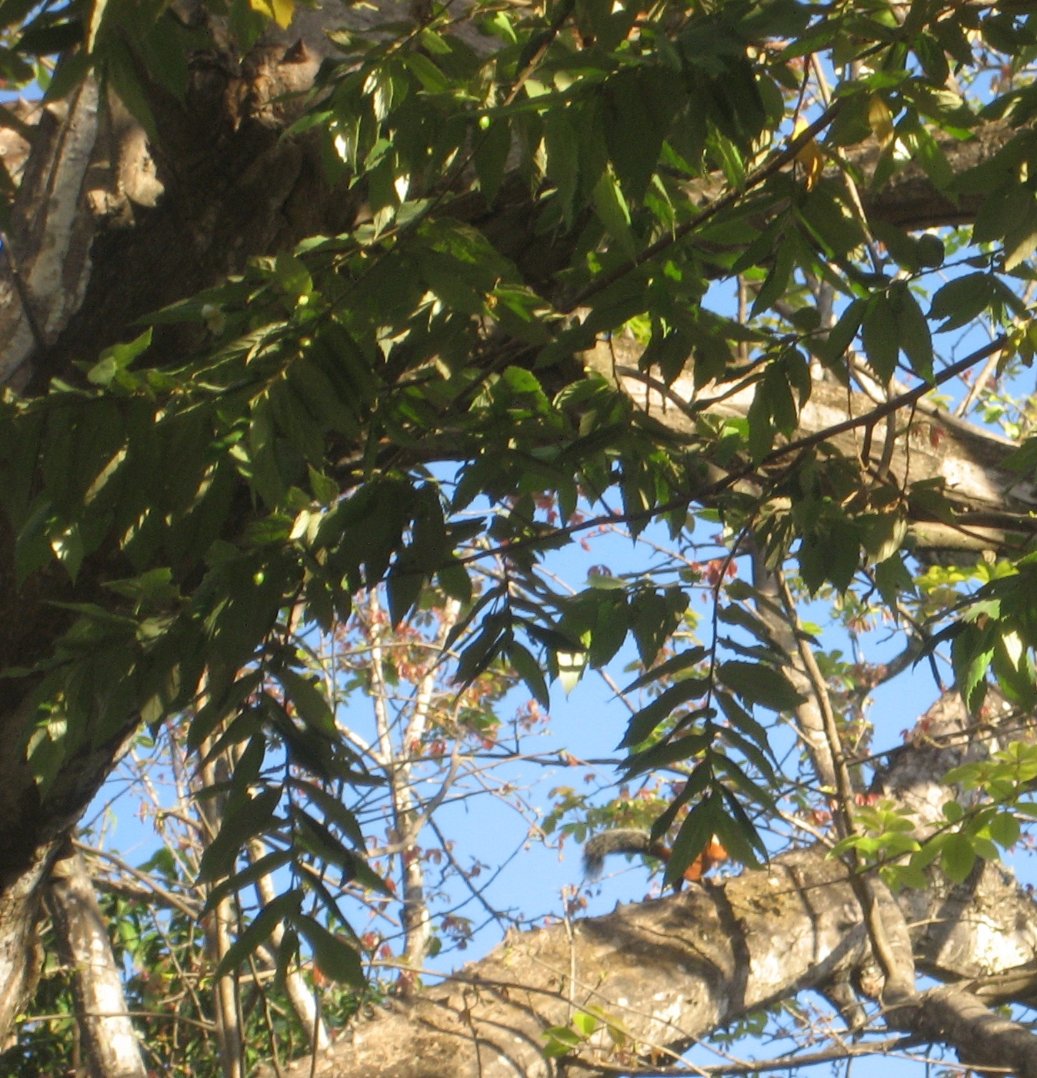 essay tree essay tree