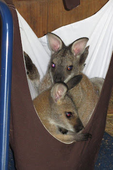 Baby Red Wallaby's