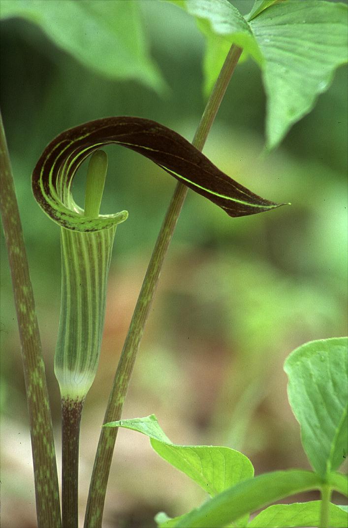 Jack And Pulpit