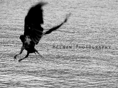 Dark Wings over Loch Lomond photo by Heenan Photography