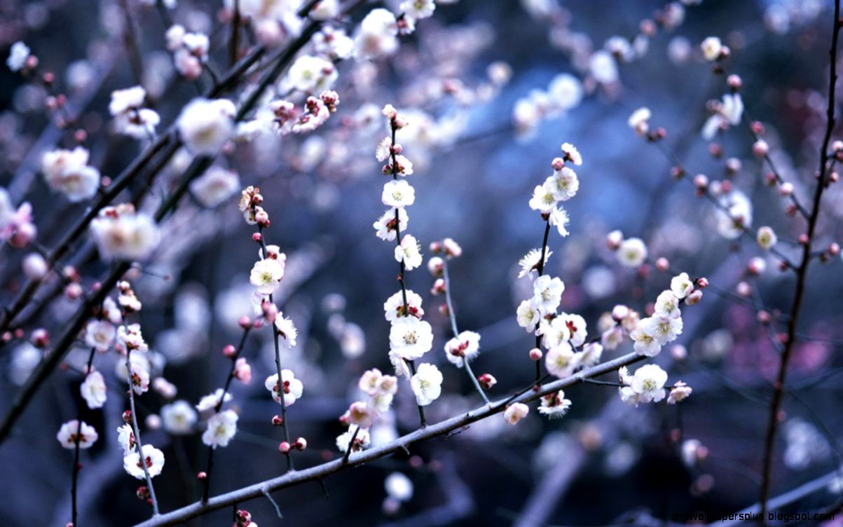 Winter Flower 6816020 Winter Flower 6816020