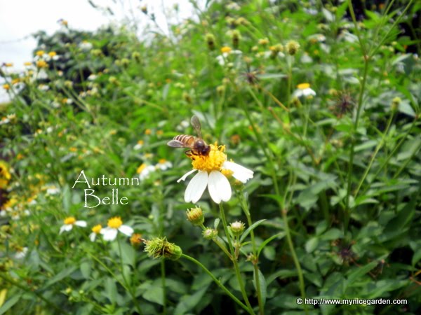 My Nice Garden Spanish Needles Bidens Pilosa For Wildflower Wednesday