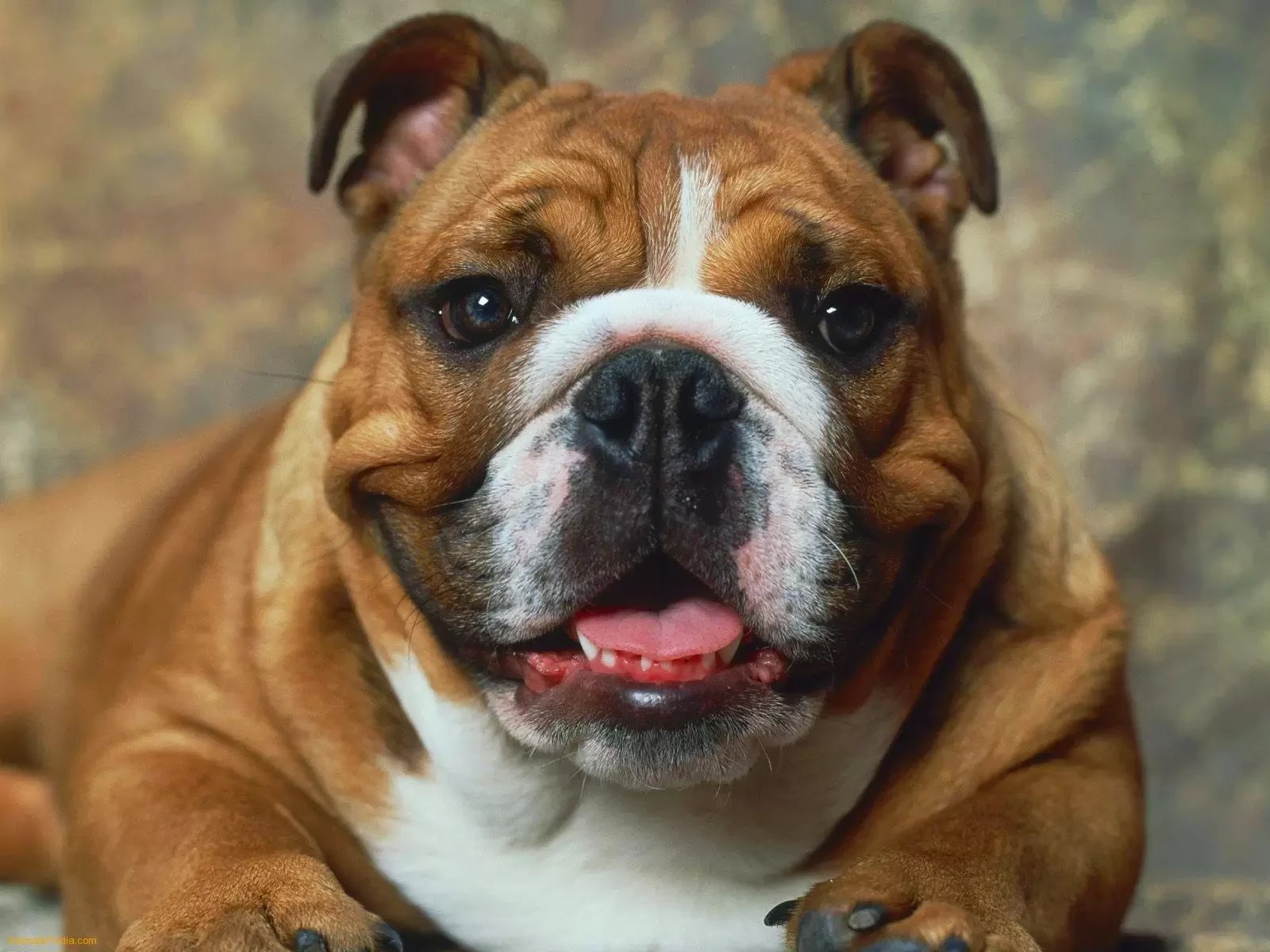 Difference Between French And English Bulldogs