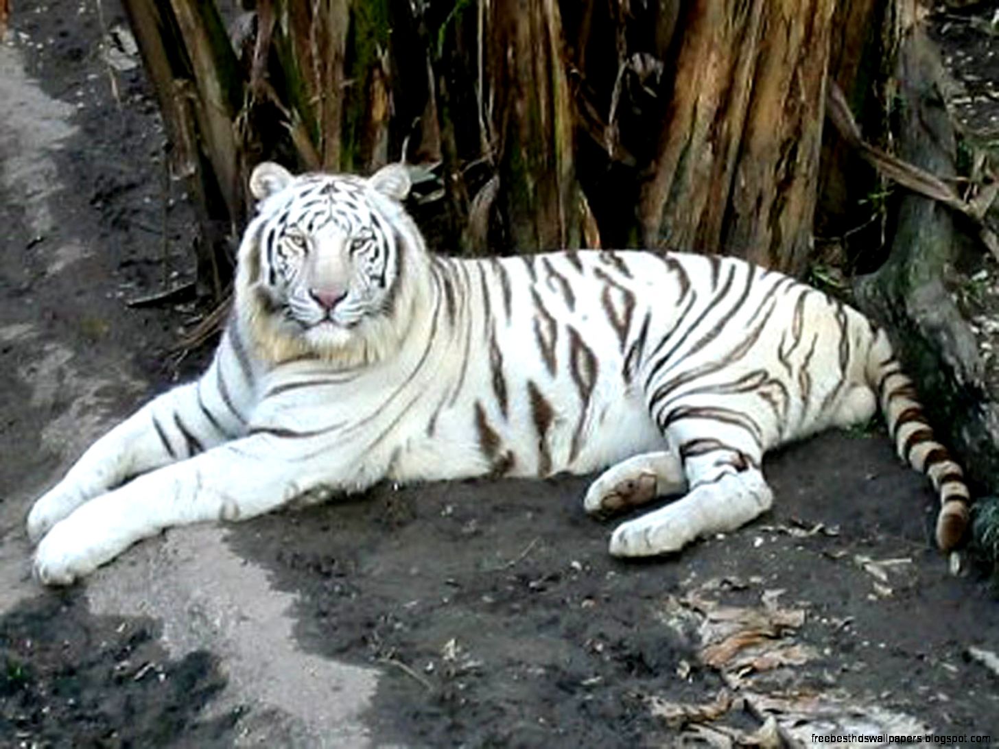 White Spotted Tiger White Spotted Tiger