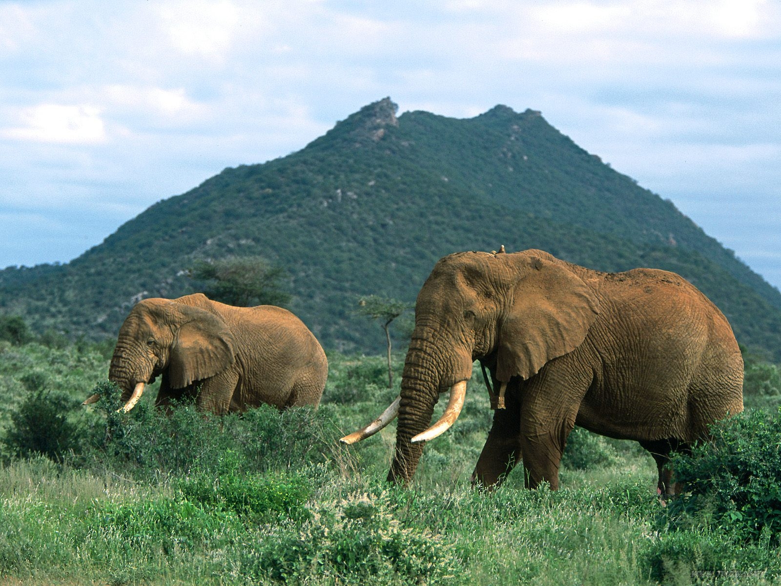 Beautiful African Animals Safaris Beautiful African Red Majestic Elephants