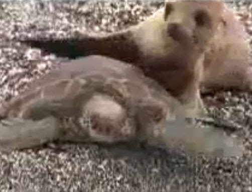 Video : 亀を乗り物だとカン違いしてるアシカの赤ちゃん