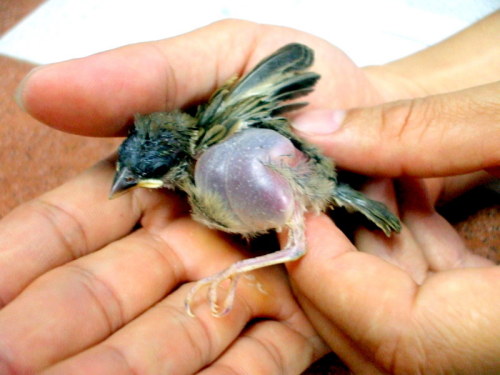 'cuộc giải cứu chim sẻ' xúc động cư dân mạng