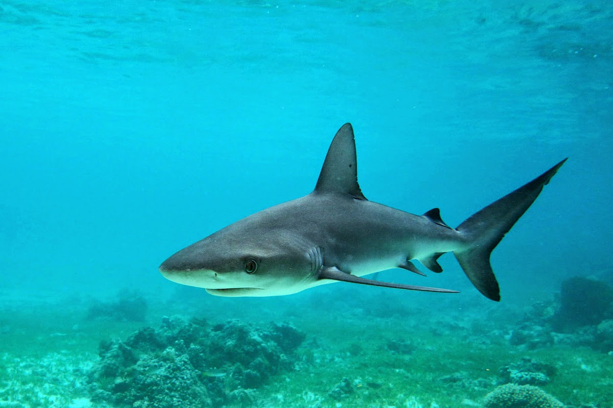 Galapagos Shark (Carcharhinus Galapagensis)