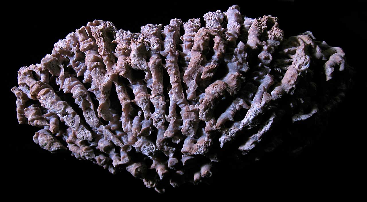 Louisville Fossils and Beyond Feb 20, 2012