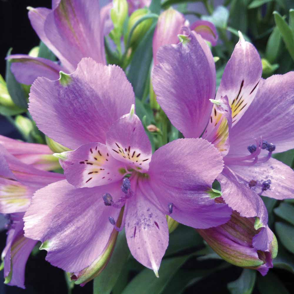 flower for flower homes alstroemeria flowers flower for flower homes alstroemeria flowers