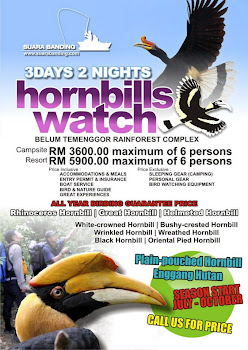 Hornbills Watch
