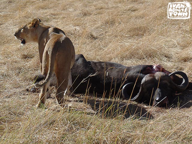 Safari game drive at Maasai Mara National Reserve in Kenya