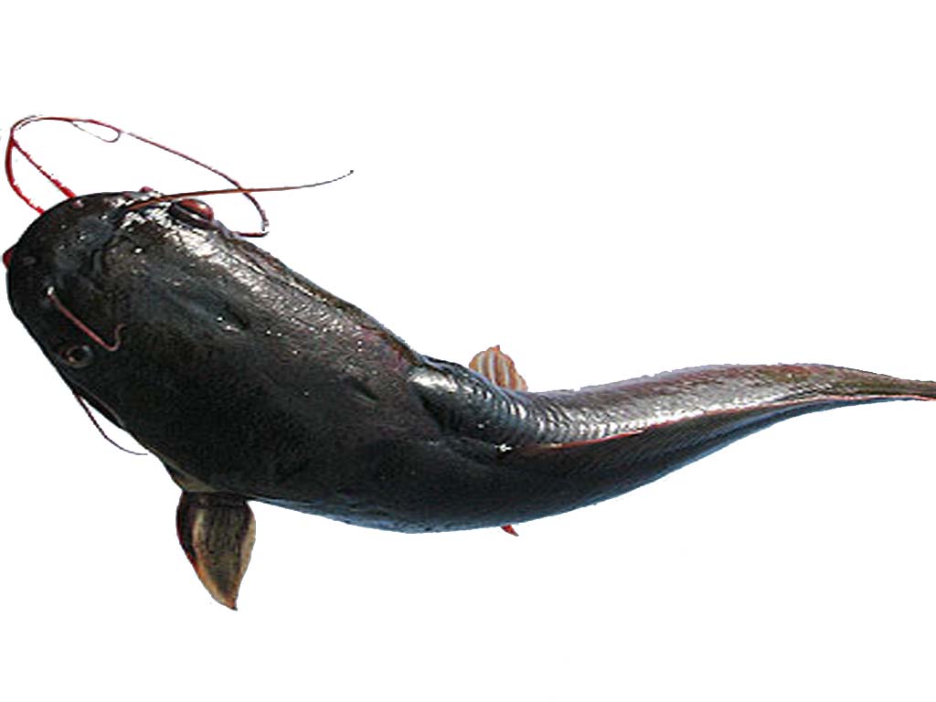 Catfish Farming Modern Farming Methods