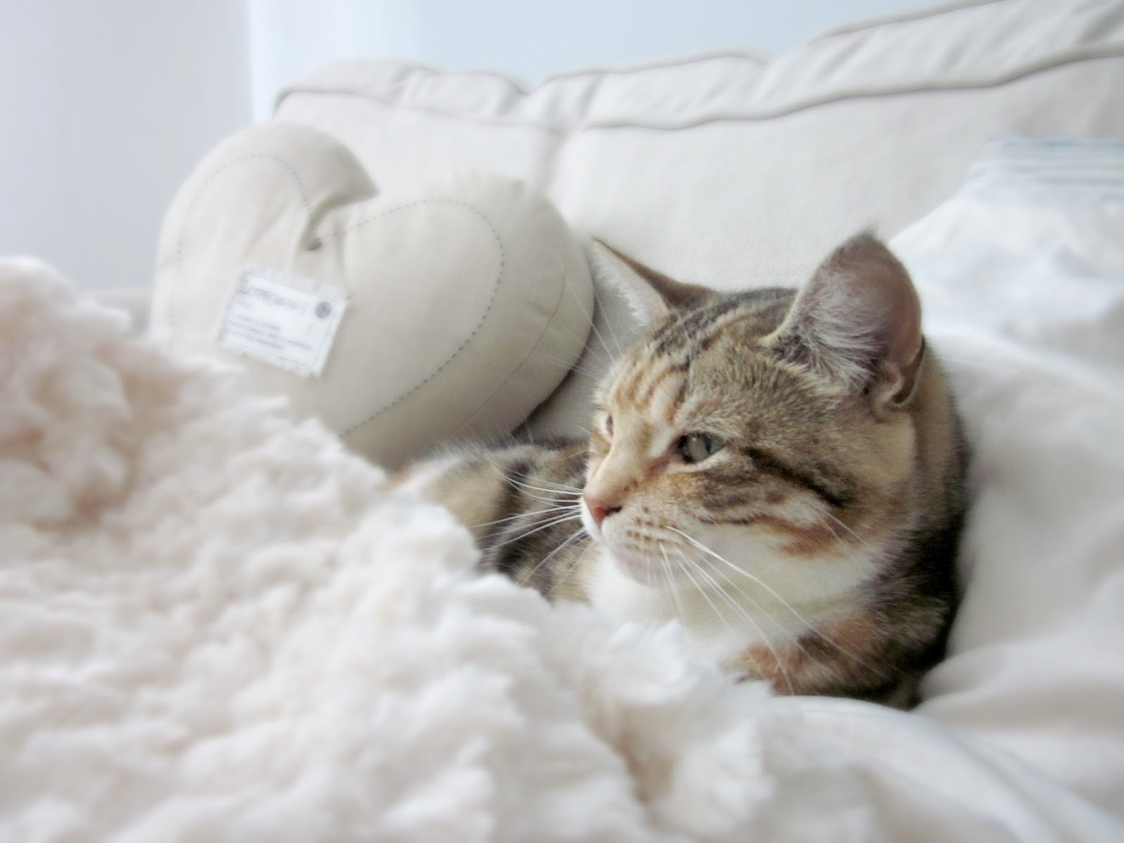 Tortoiseshell cat on sofa with blanket and cushion