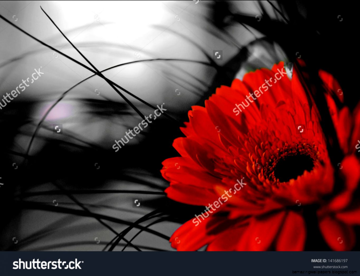 Red Gerber Flower On Black And White Background Stock Photo Red Gerber Flower On Black And White Background Stock Photo