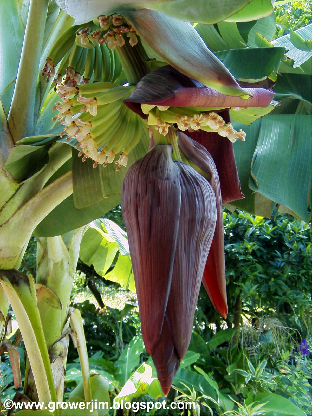 Garden Adventures Banana (Musa)
