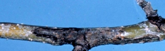 AGRICULTURE: APPLE DISEASES PICTURES