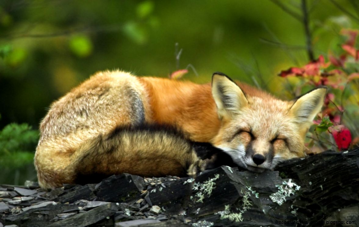 Sleeping Red Fox 4194824 1920x1200 All For Desktop Sleeping Red Fox 4194824 1920x1200 All For Desktop