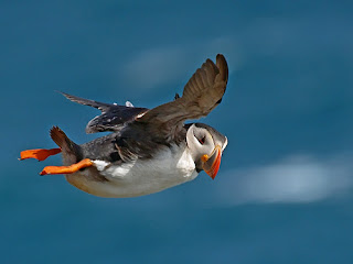 Funny Atlantic Puffin