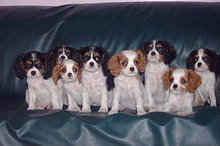 Cute Puppy Dogs: king charles spaniel puppies