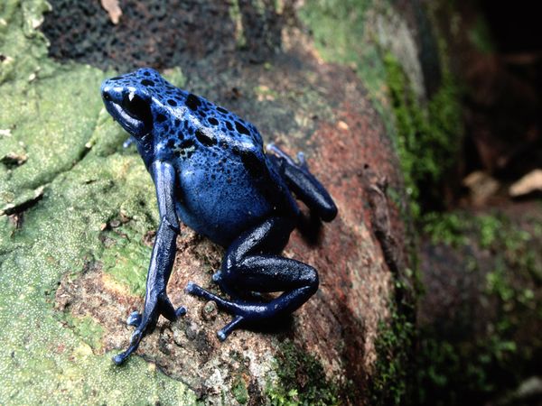 All photos gallery: Poison dart frog pictures, poison dart frog facts