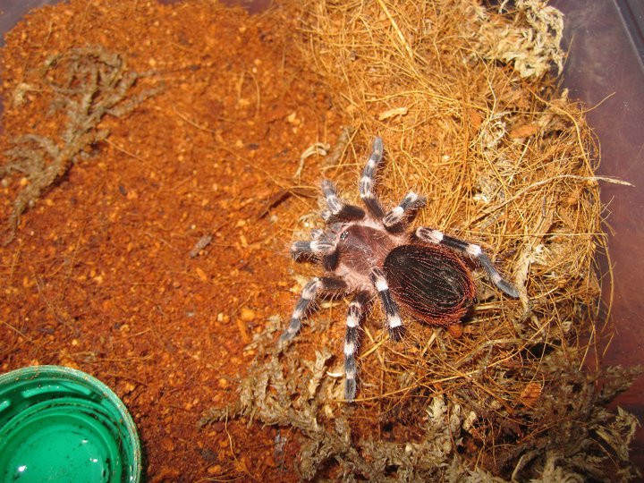Exotic Wonderland TARANTULA FOR SALE