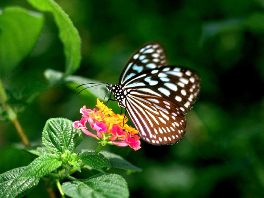 Unique Wallpaper: Exotic Butterfly