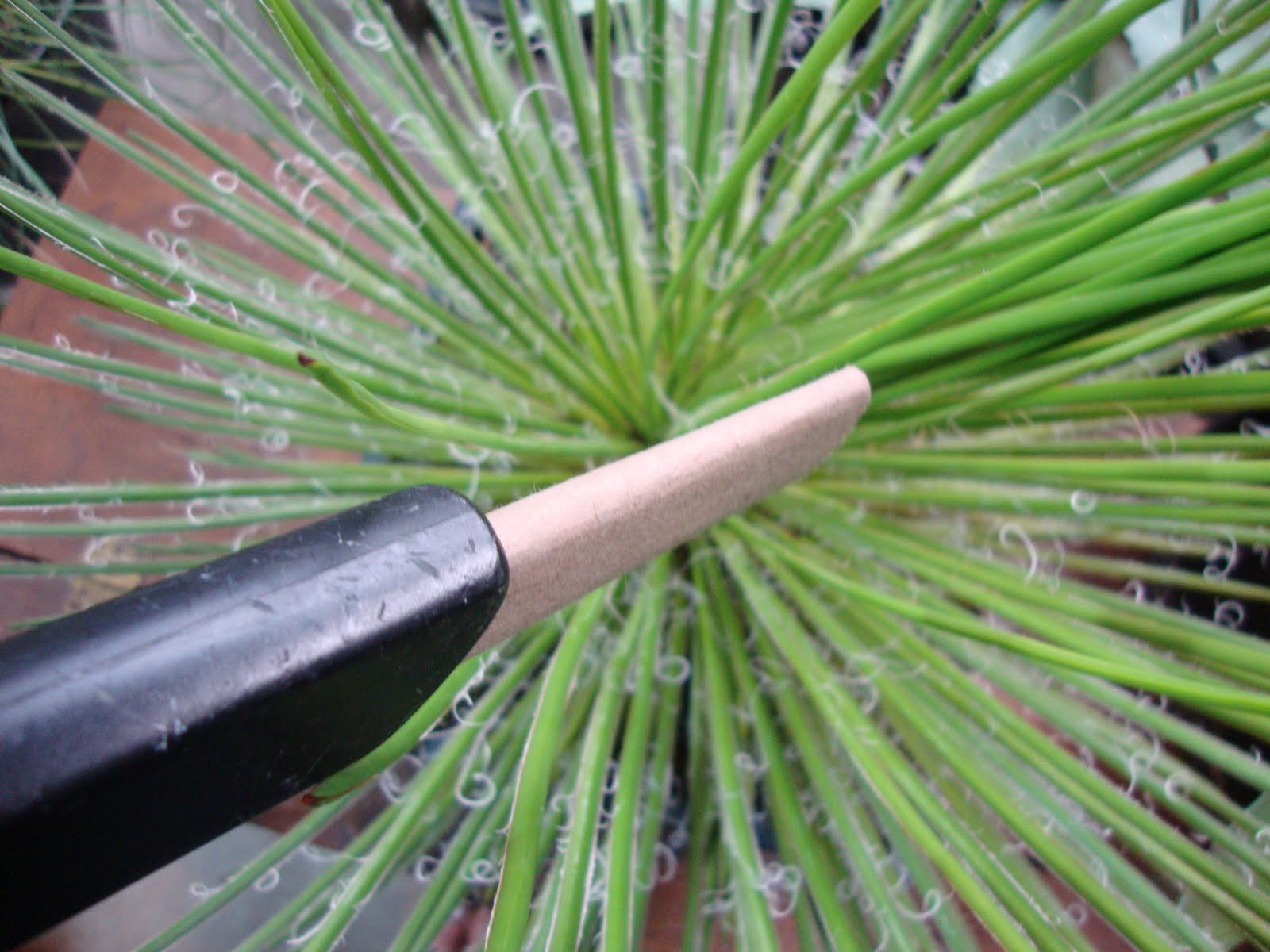 danger garden Everyone vacuums their plants right?