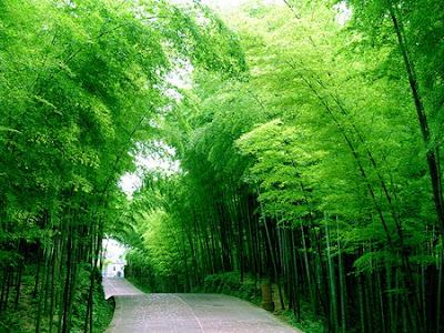 Rừng tre xanh mướt ở Thành Đô Thanh+do+trung+quoc