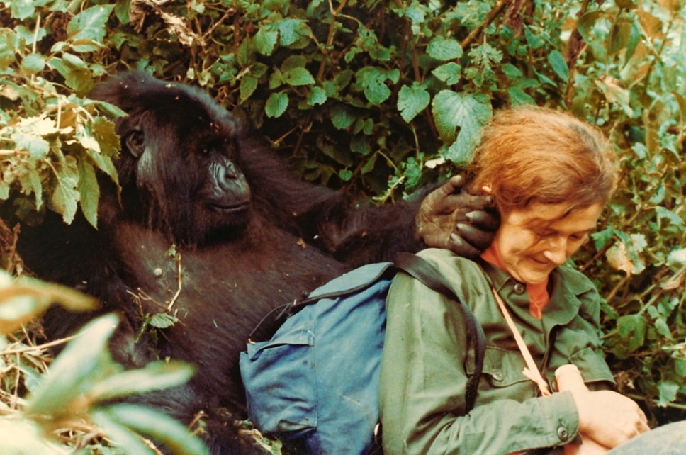 Dian fossey research image