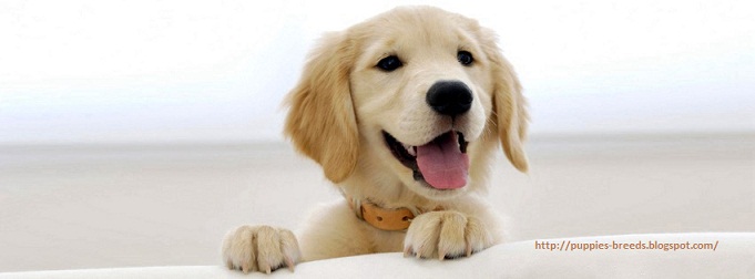 Cute Puppies Breeds Pictures