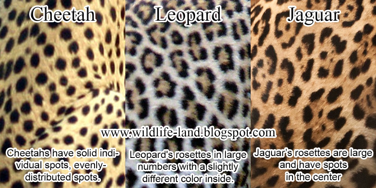 Coat Difference between Cheetah, Leopard, and Jaguar