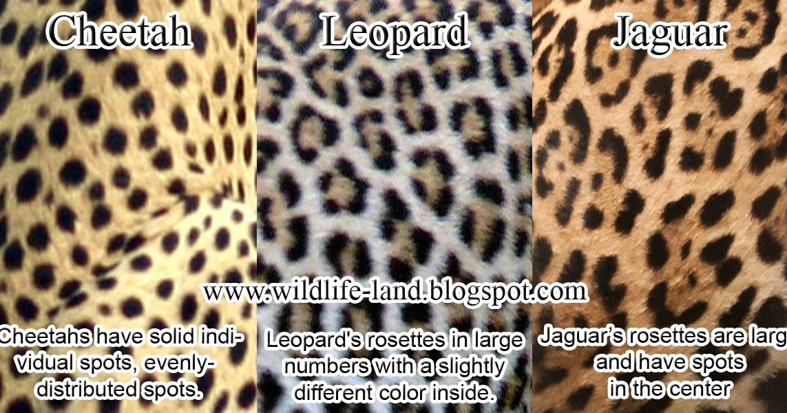 Wildlife Photos: Coat Difference - Cheetah, Leopard, Jaguar