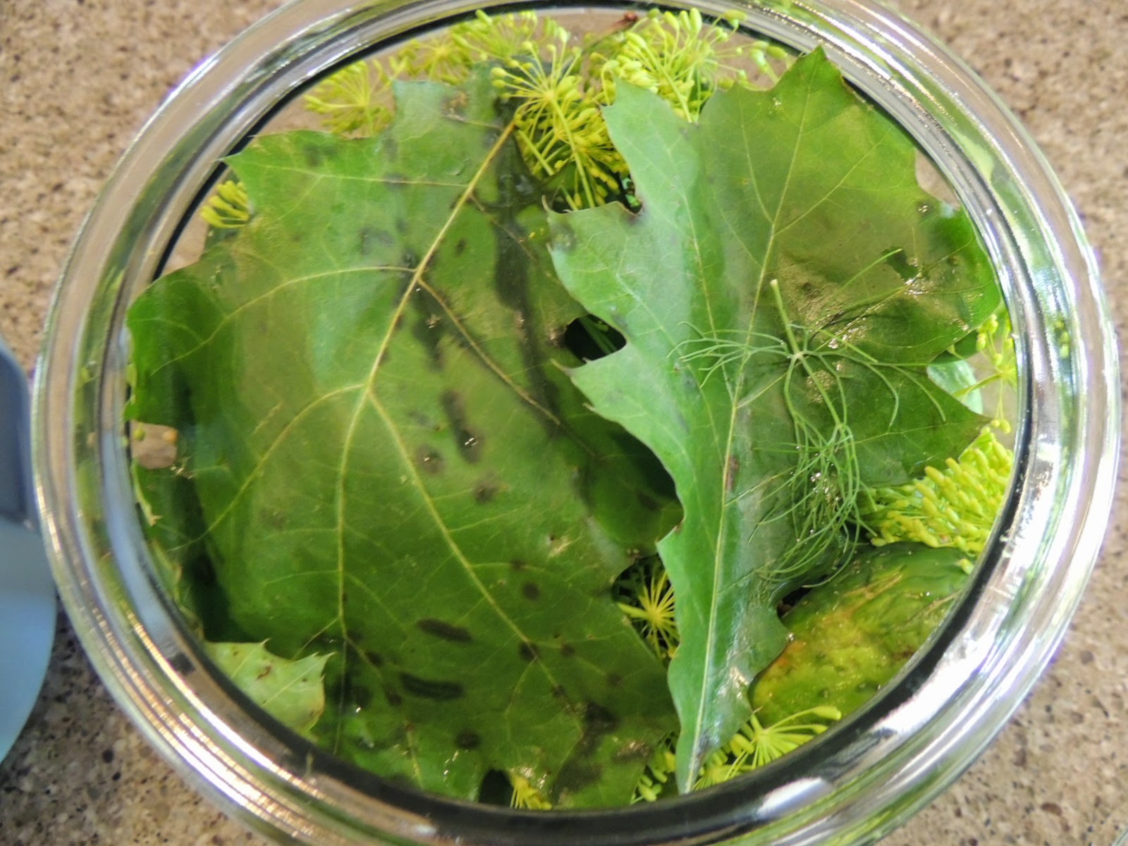 Our Daily Green Lactofermented pickles
