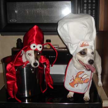 Funny dogs on the kitchen -