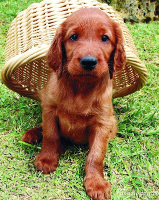 field irish setter puppies for sale