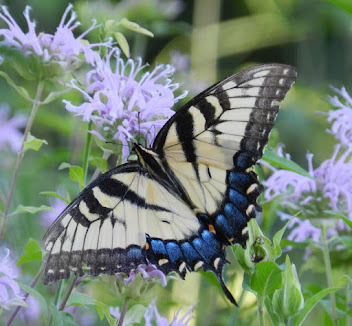 PLANT NATIVE AND WELCOME POLLINATORS