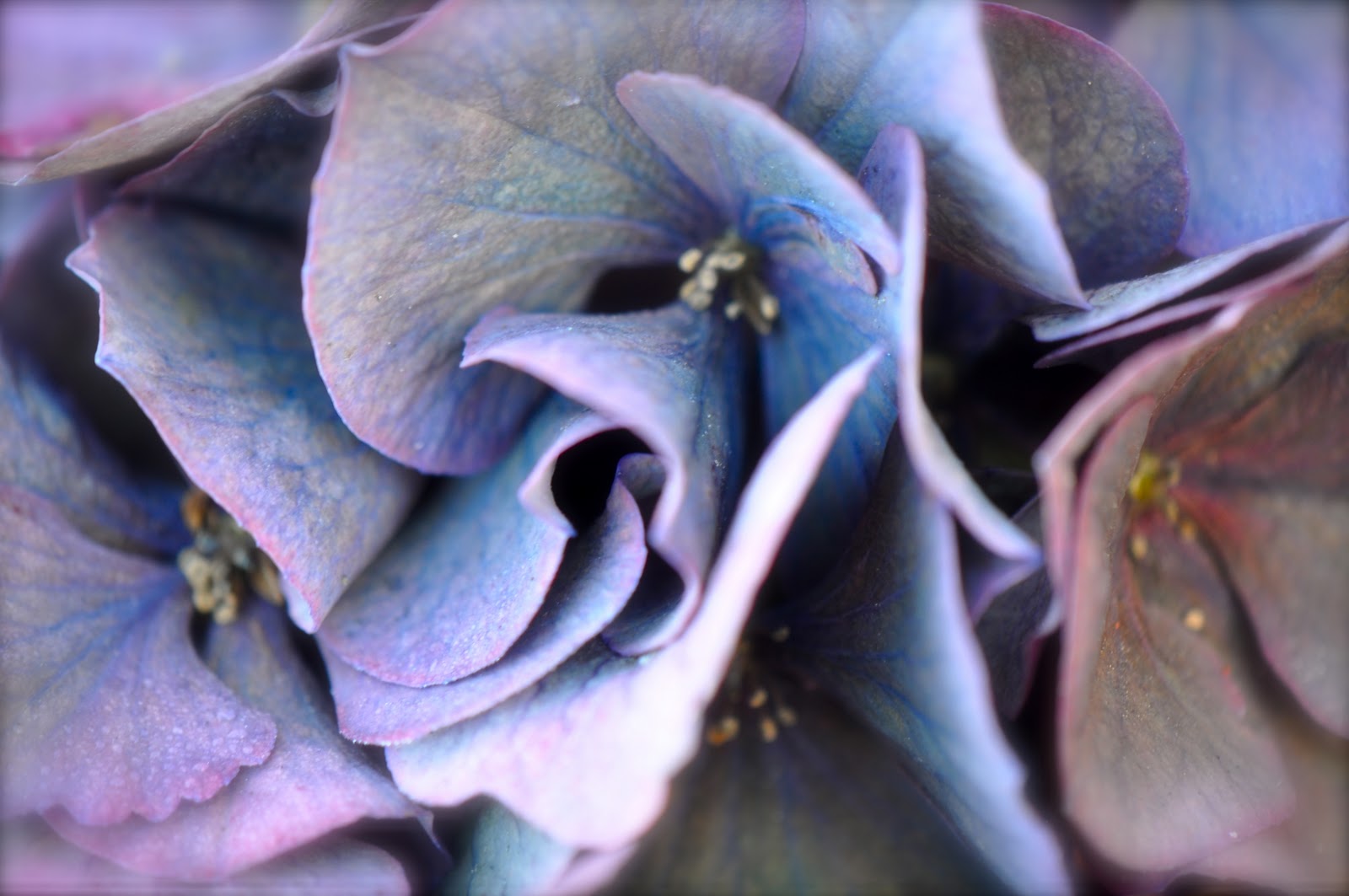 The Wanderer S Journal Four Tips In Growing Hydrangeas